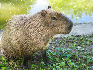 Capybara   (chiguire)