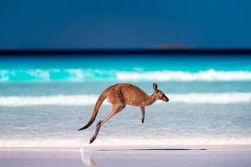 Keuken foto achterwand Cape Le Grand National Park, West-Australië Kangoeroehoppen / springen in de lucht op zand bij de branding op het strand van Lucky Bay, Cape Le Grand National Park, Esperance, West-Australië