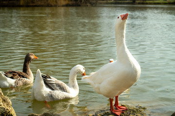  Curious white goose, come out of the lake to strut on the rock, near its congeners kept in the water