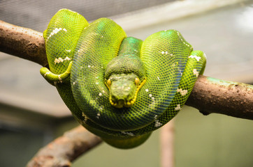 green snake