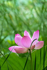 Blooming pink lotus flower  in summer