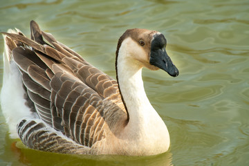  Close up of an African goose, with brown and white feathers, in a lake
