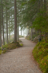 A foot path through a forest in Bavarian Alps