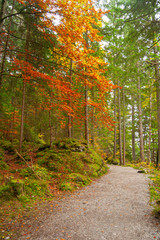 A foot path through a forest in Bavarian Alps