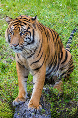 Fototapeta na wymiar Portrait of a Bengal Tiger