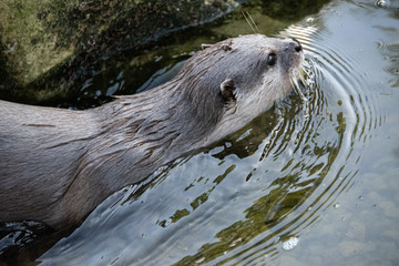 Loutre asiatique