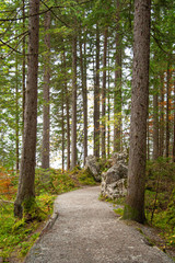 A foot path through a forest in Bavarian Alps