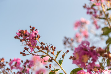 Flowers of the Lagerstroemia indica tree in contrast to the blue sky