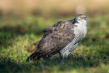 Northern goshawk (Accipiter gentilis) close up