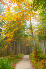 A foot path through a forest in Bavarian Alps