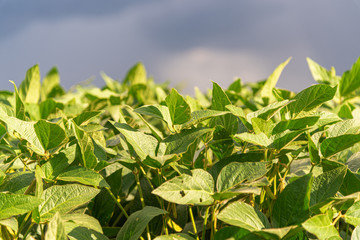 Glycine max plants common name soybean in agricultural production field in Brazil
