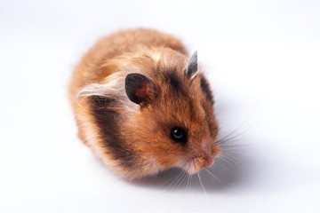 Fototapeta premium Funny Syrian hamster on a white background