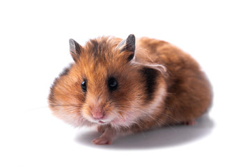 Funny Syrian hamster on a white background