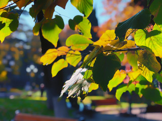 Dried leaves on a tree on the background of the park, autumn in the city