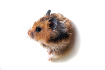 Syrian hamster peeps through a hole in paper