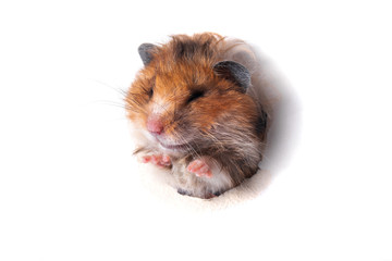 Syrian hamster peeps through a hole in paper