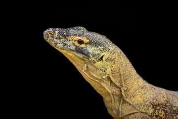 A portrait of a Komodo Dragon, Varanus komodoensis