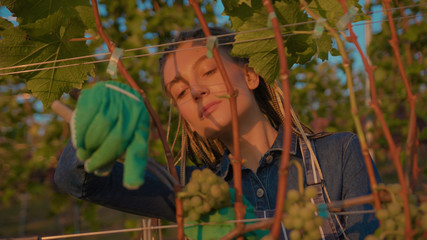 Portrait young farmer woman stand look at camera smile hold harvest basket with grapest on the vineyard lovely sunny autumn day agriculture farm industry vine field grow hands worker slow motion