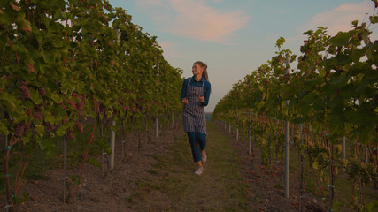 Slow motion beautiful farmer woman walk hold harvest basket with grapes on the vineyard lovely sunny autumn day agriculture farm industry vine field food fresh green grow hands worker close up