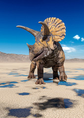 triceratops on the desert walking after rain © DM7