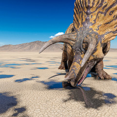 triceratops is drinking some water on the desert after rain © DM7