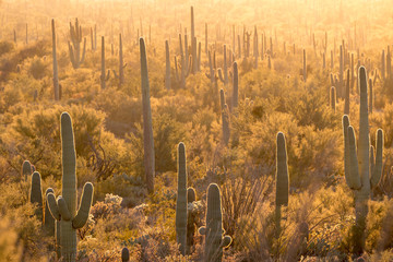 Cactus forest at sunset in Saguaro National Park