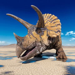 triceratops on the desert after rain © DM7