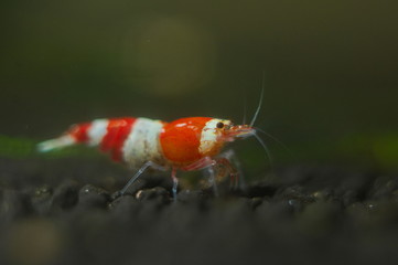 Crystal shrimp
