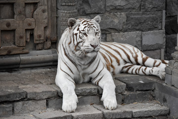 Tigre blanc