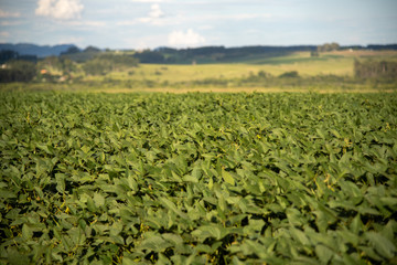 Glycine max plants common name soybean in agricultural production field in Brazil