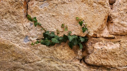 ivy on the wall