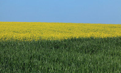 Wheat and rapeseed fields with blue sky in spring