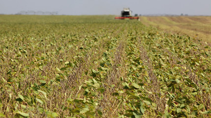 Soybean field harvesting