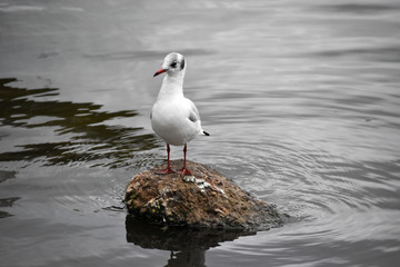Mouette rieuse