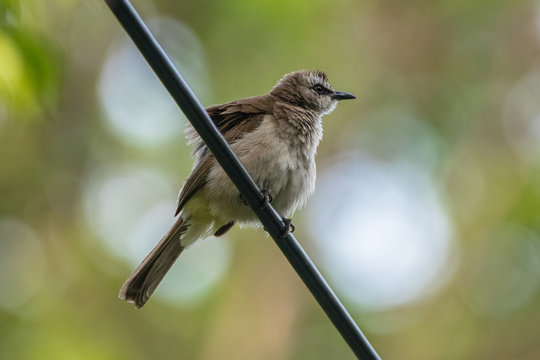 Sooty-headed bulbul bird on a metal pole, Indonesia