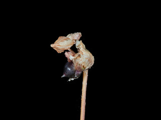 flower on black background