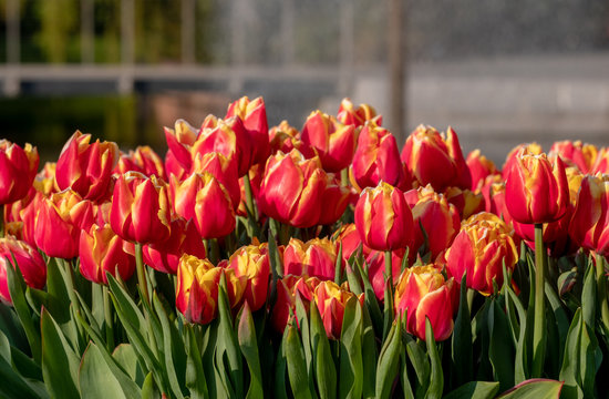 Colourful tulips at Keukenhof, Lisse, Netherlands, photographed in spring.