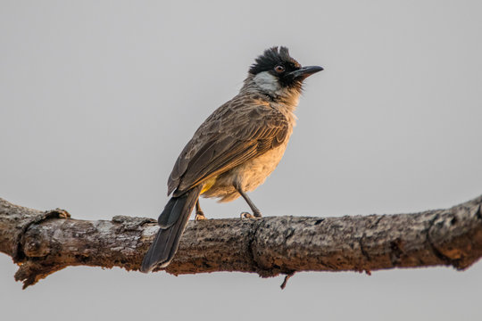 Sooty-headed bulbul bird on a branch, Indonesia