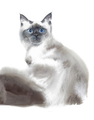 Cat pet portrait ragdoll Siamese breed watercolor painting illustration isolated on white background  - 322879307