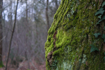moss on tree