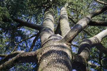 Fototapeta premium tree trunk