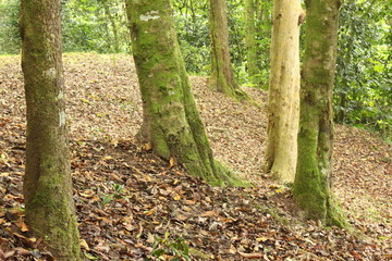 Majestic landscape with Myrtaceae tree trunks patterns along trail with leading lines El Avila National Park, Caracas, Venezuela