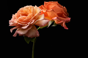 Rose flower closeup. Shallow depth of field. Spring flower of orange ro
