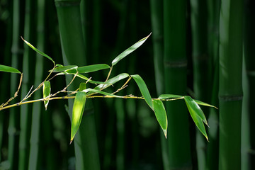 Bamboo leaves in a bamboo forest,Green nature background