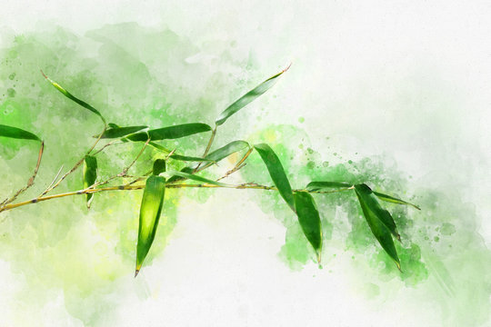 Bamboo watercolor stem. Watercolour hand drawn green botanical texture illustration.