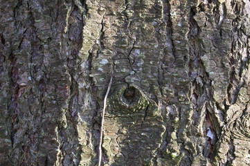 tree trunk