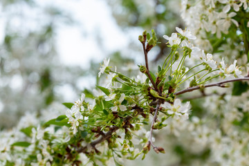 Spring tree blossoms