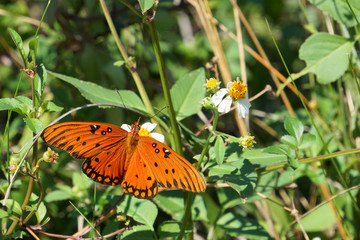Fritillary gulf butterfly on Tybee Island, Georgia, USA