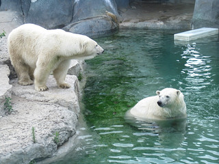 polar bears