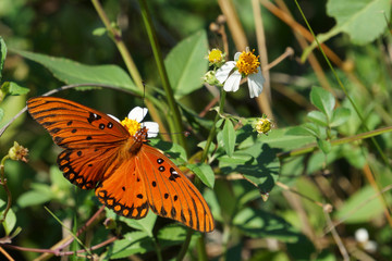 Fritillary gulf butterfly on Tybee Island, Georgia, USA